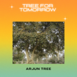 ARJUN TREE